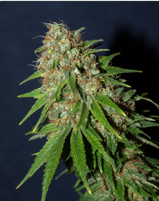 Afghani Strain: Legacy Indica & Natural Wellness Guide
